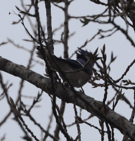 Blue Jay - ML645690024