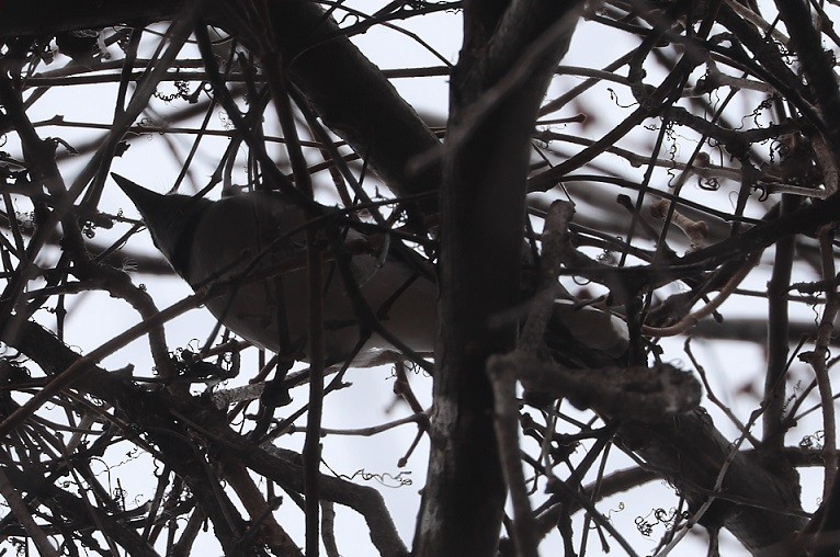 Blue Jay - ML645690025