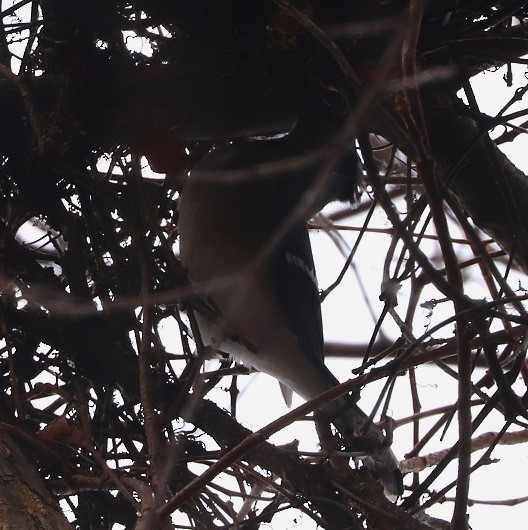 Blue Jay - ML645690026