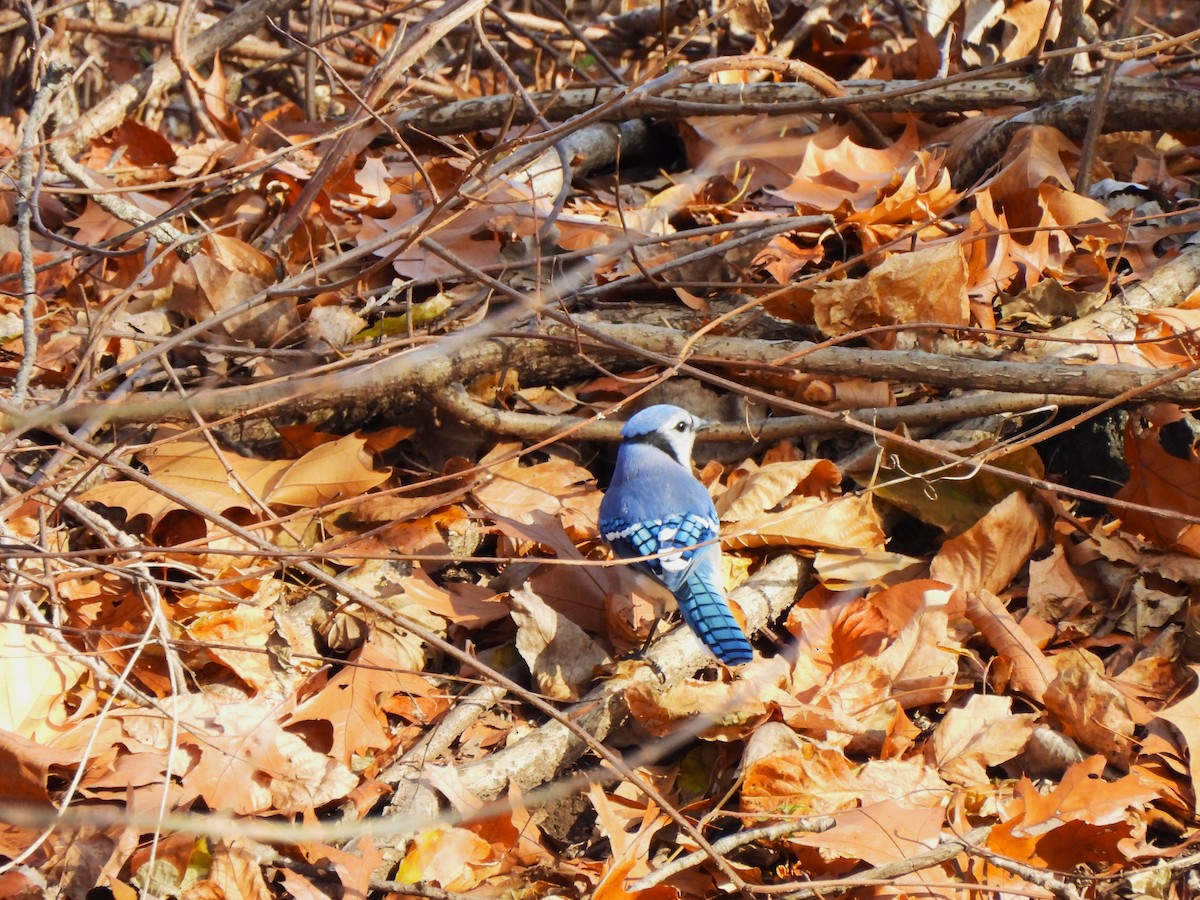 Blue Jay - ML645690027