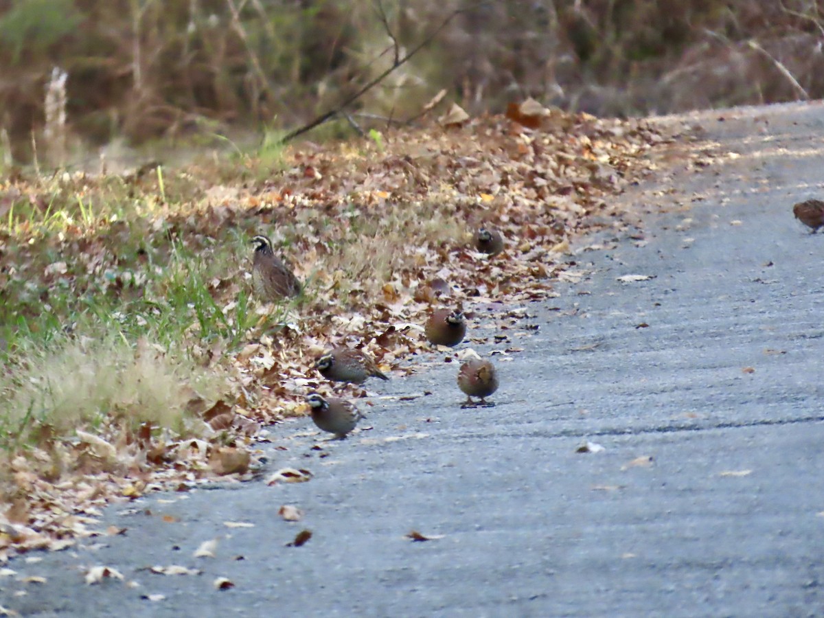 Northern Bobwhite - ML645690030