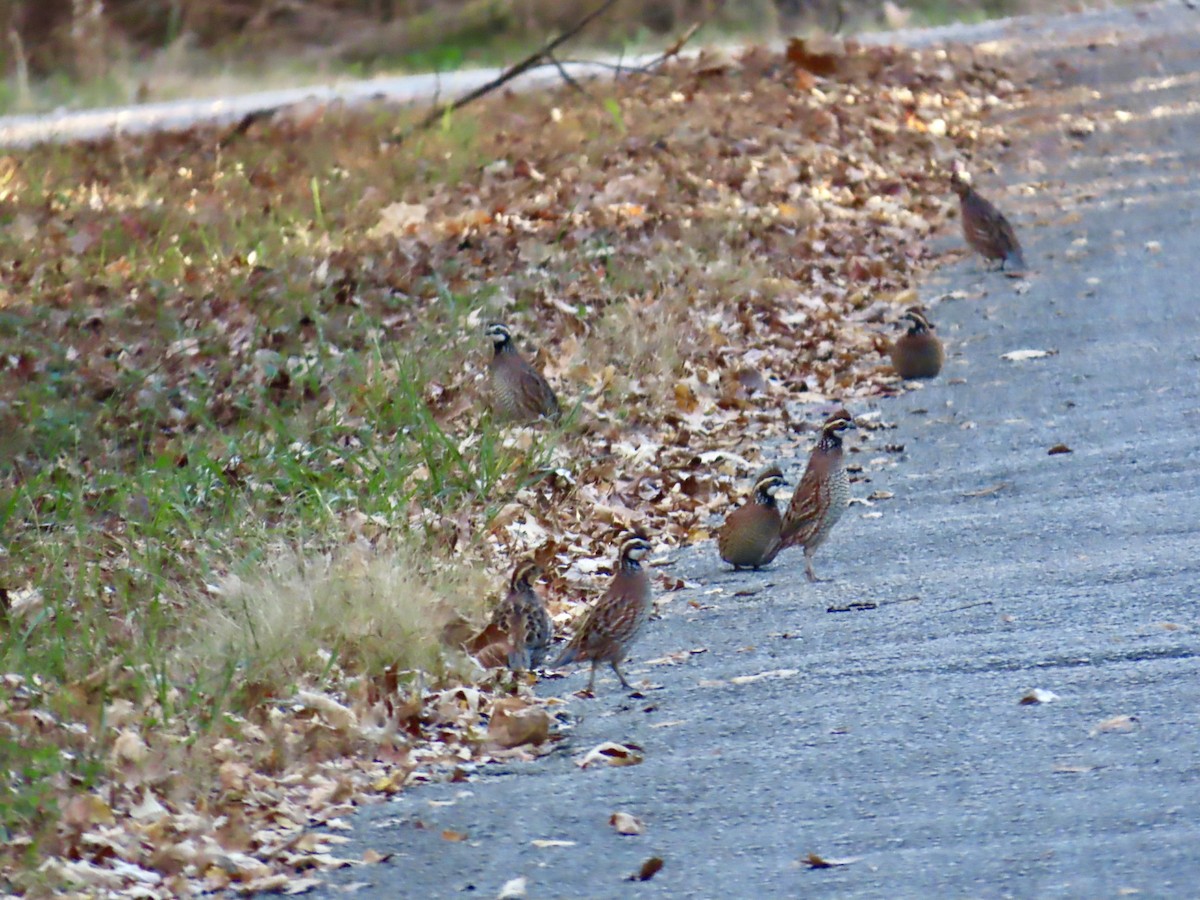 Northern Bobwhite - ML645690031