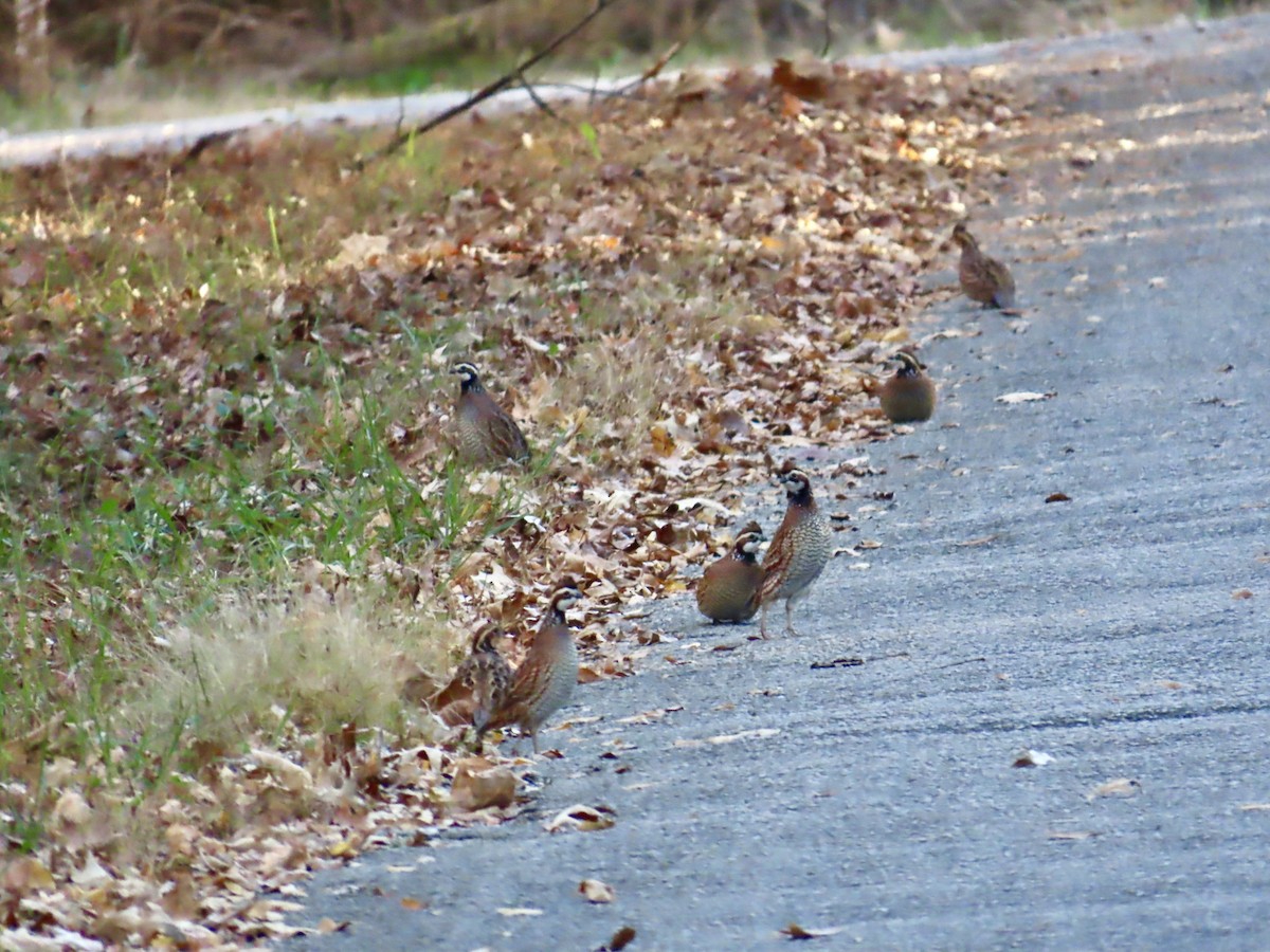 Northern Bobwhite - ML645690032