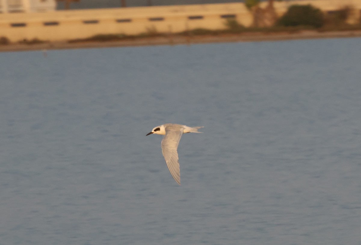 Forster's Tern - ML645690034