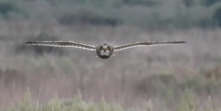 Short-eared Owl - ML645690039