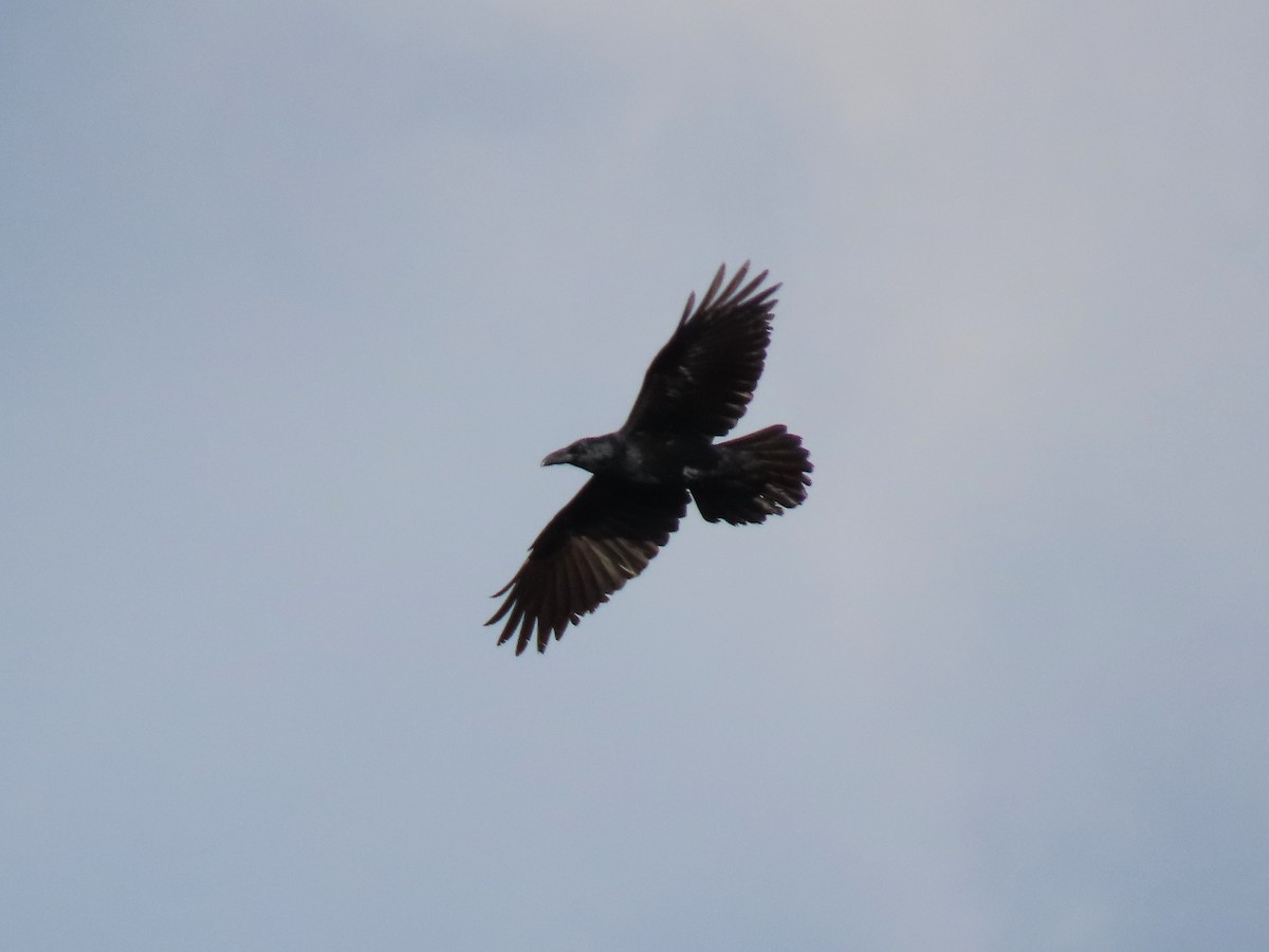 Erroi handia - ML645690045