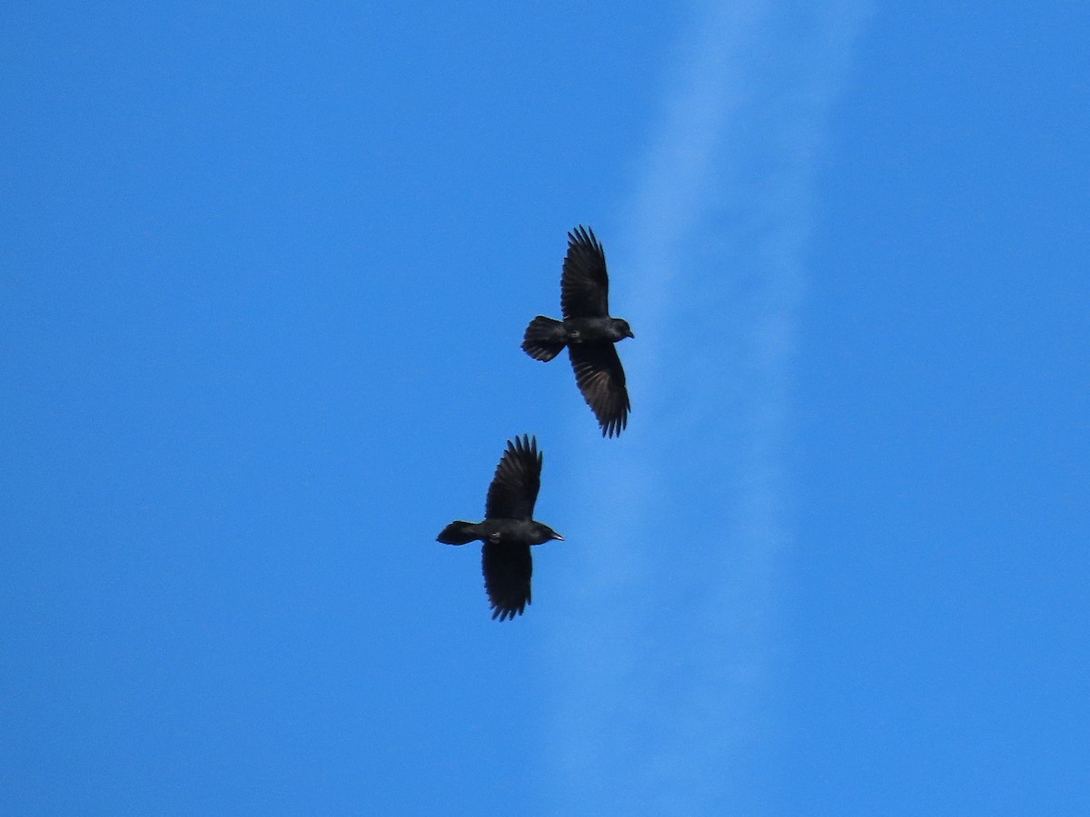 Erroi handia - ML645690046