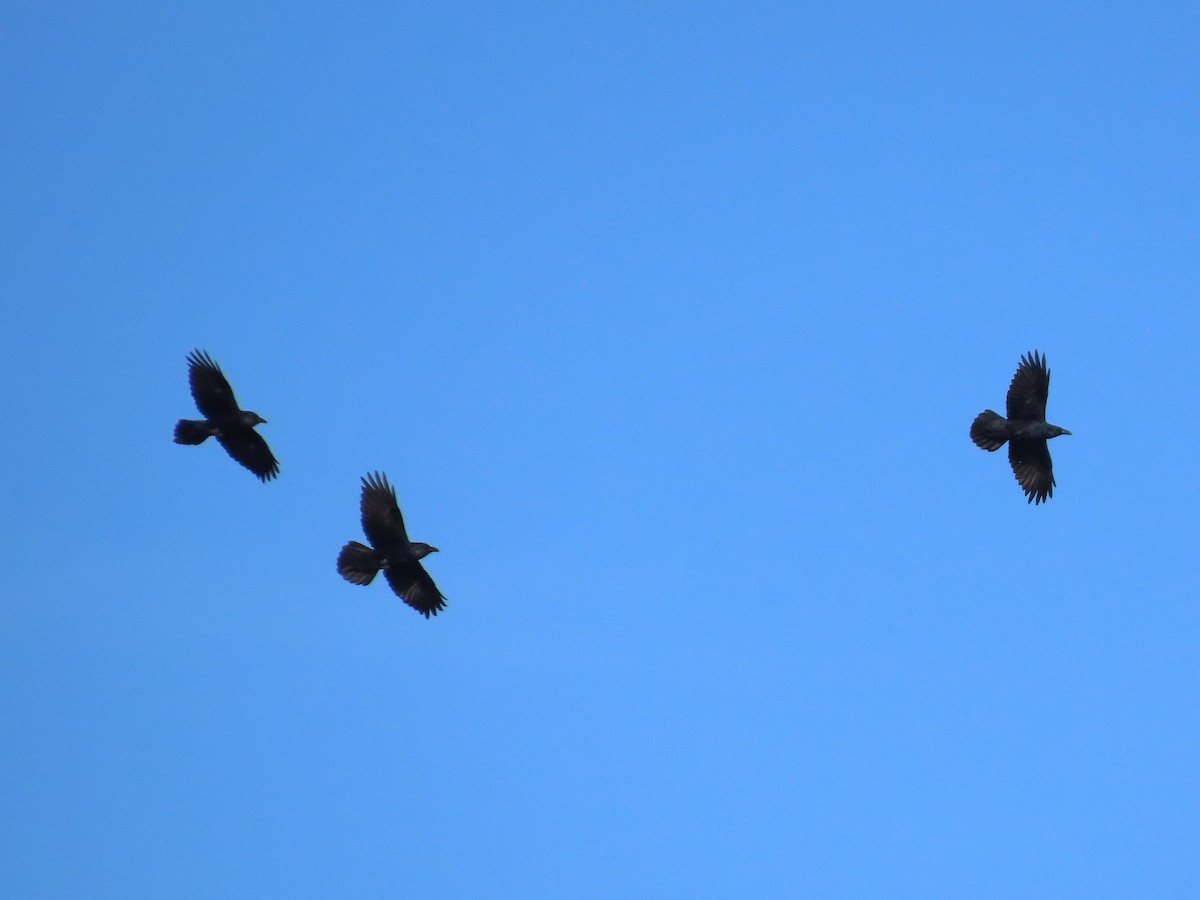 Erroi handia - ML645690049