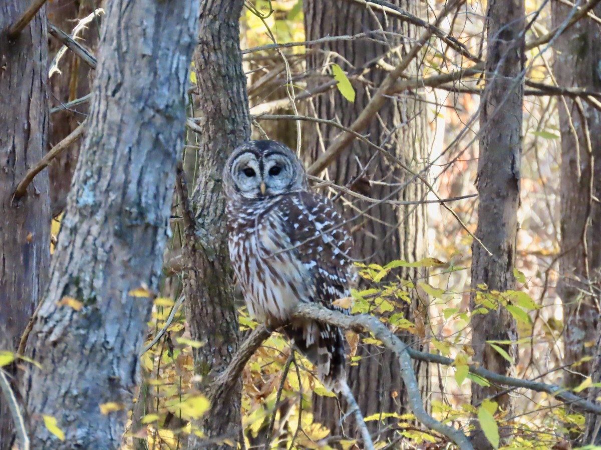 Barred Owl - ML645690052