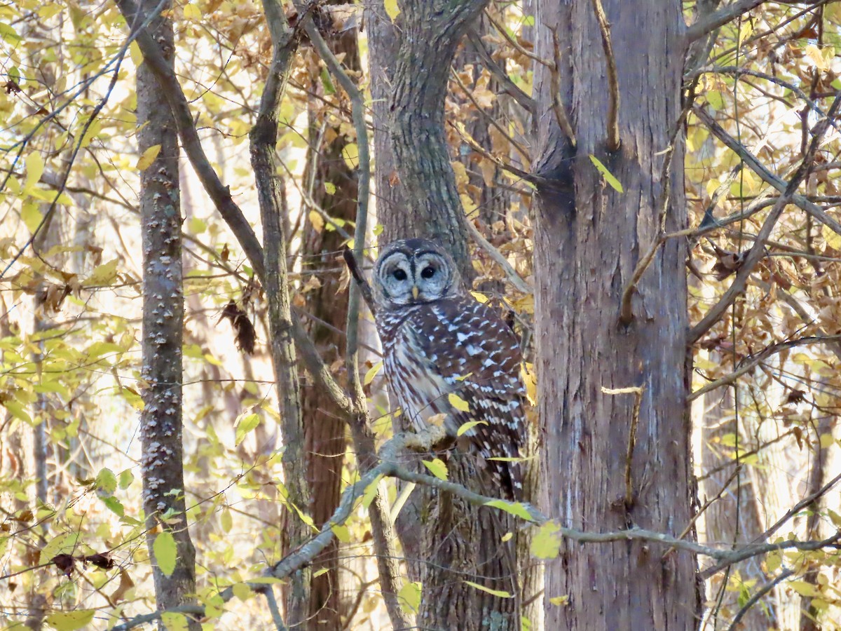Barred Owl - ML645690053