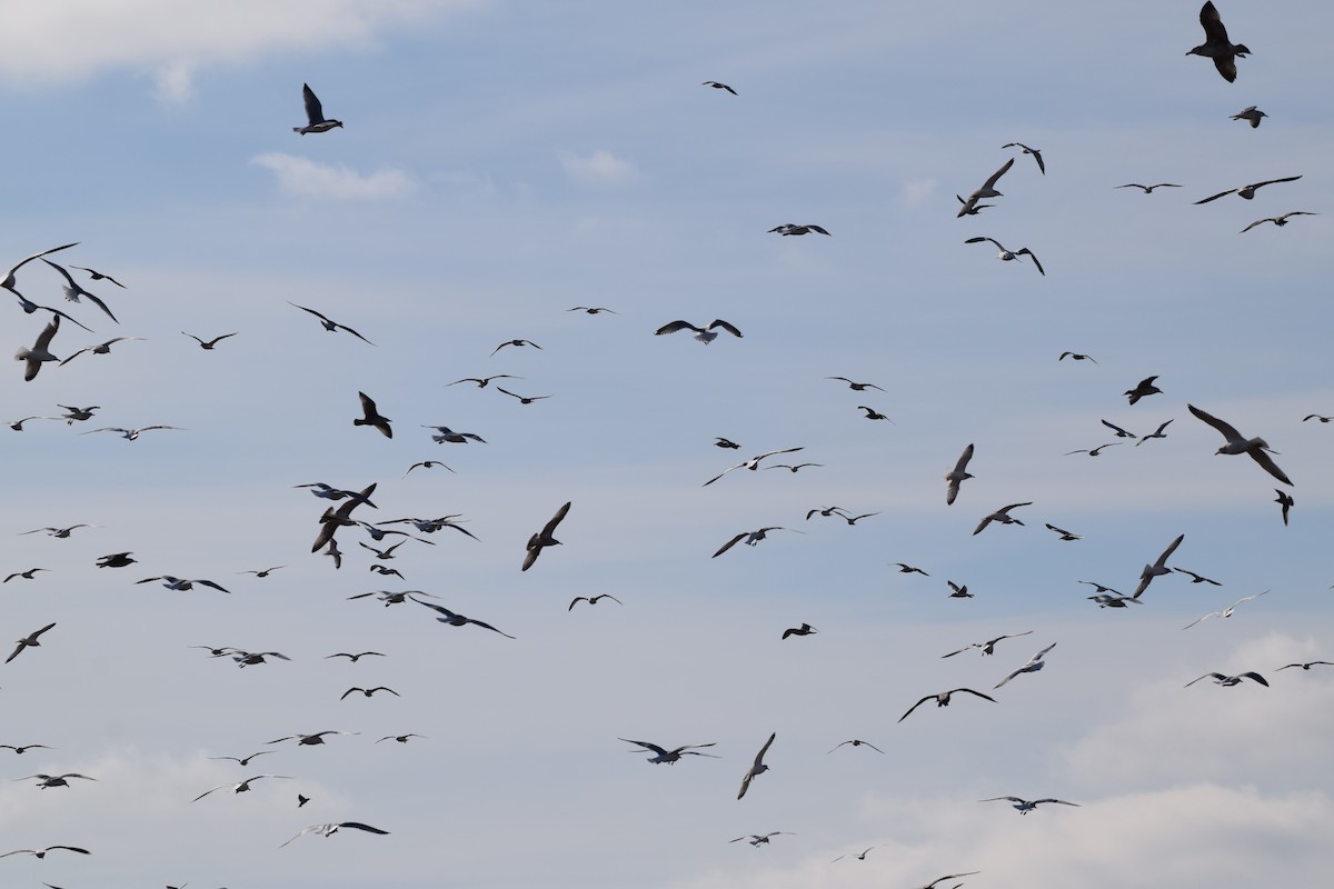 ub. måke (Larinae sp.) - ML645690056