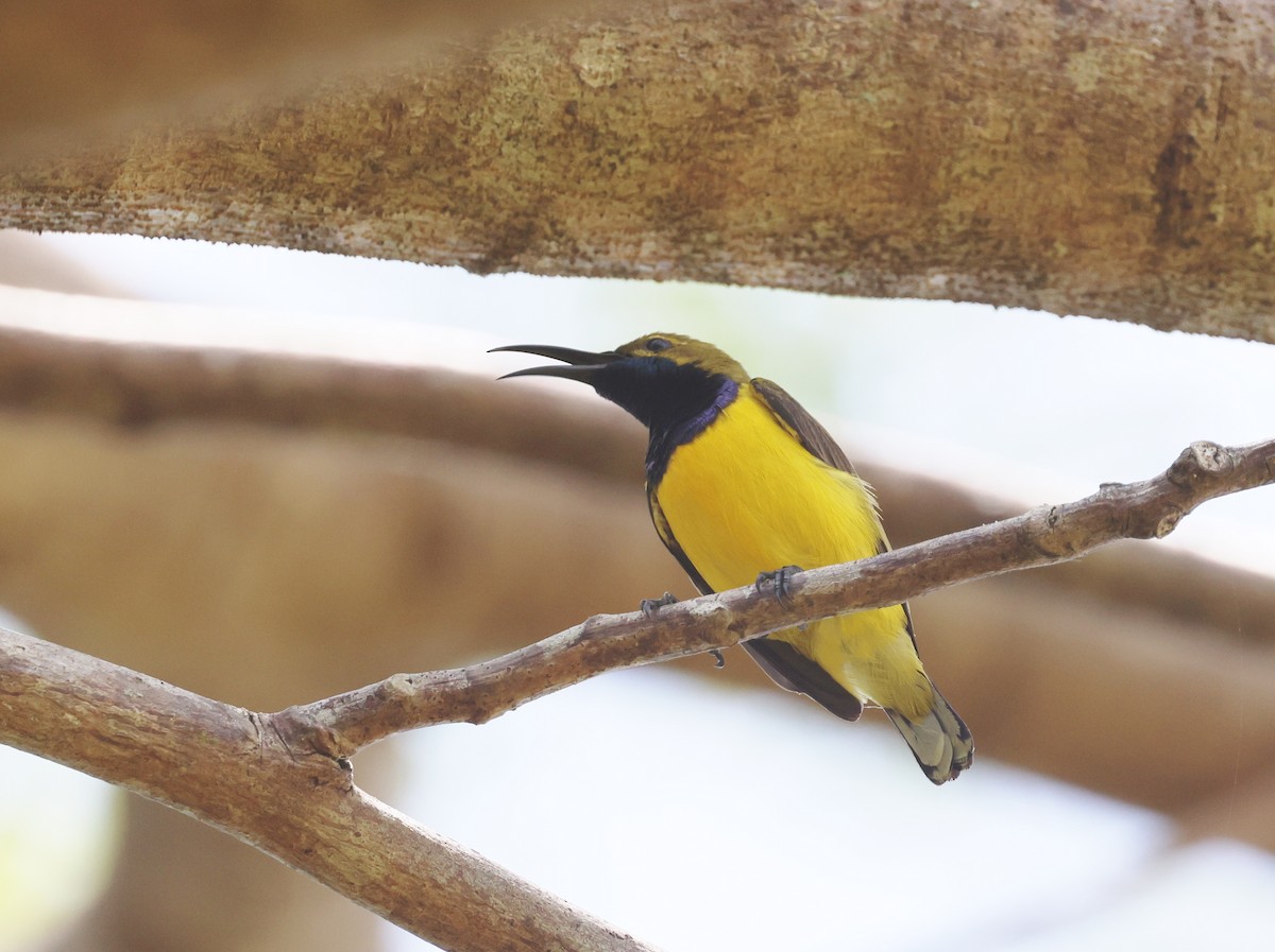 Sahul Sunbird - ML645690057