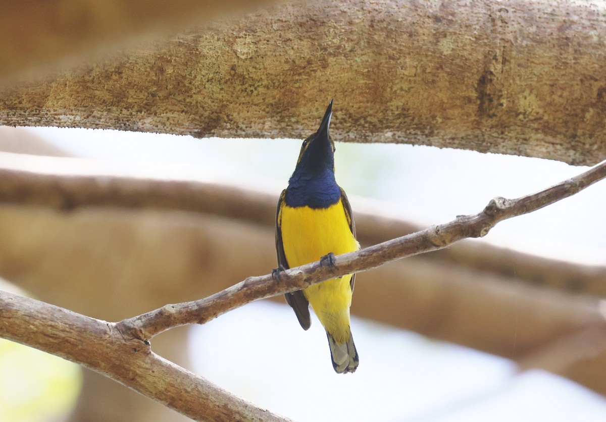 Sahul Sunbird - ML645690060