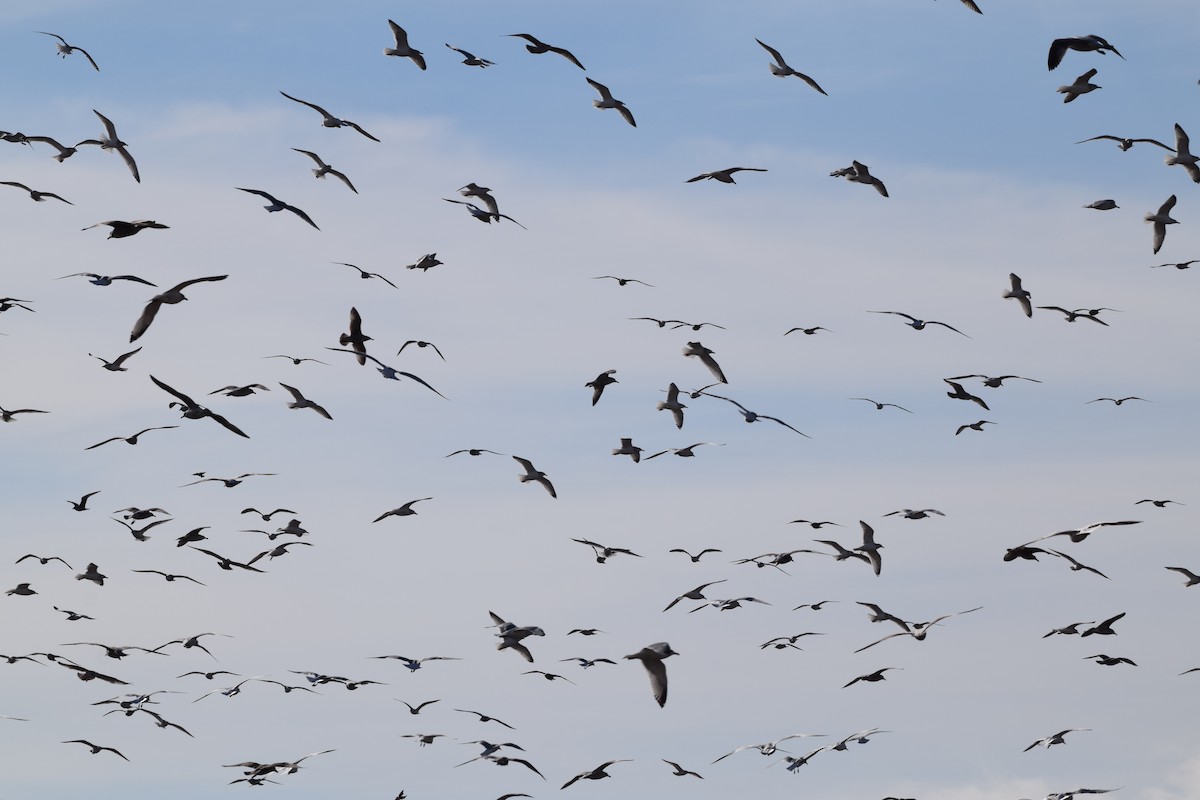 ub. måke (Larinae sp.) - ML645690062