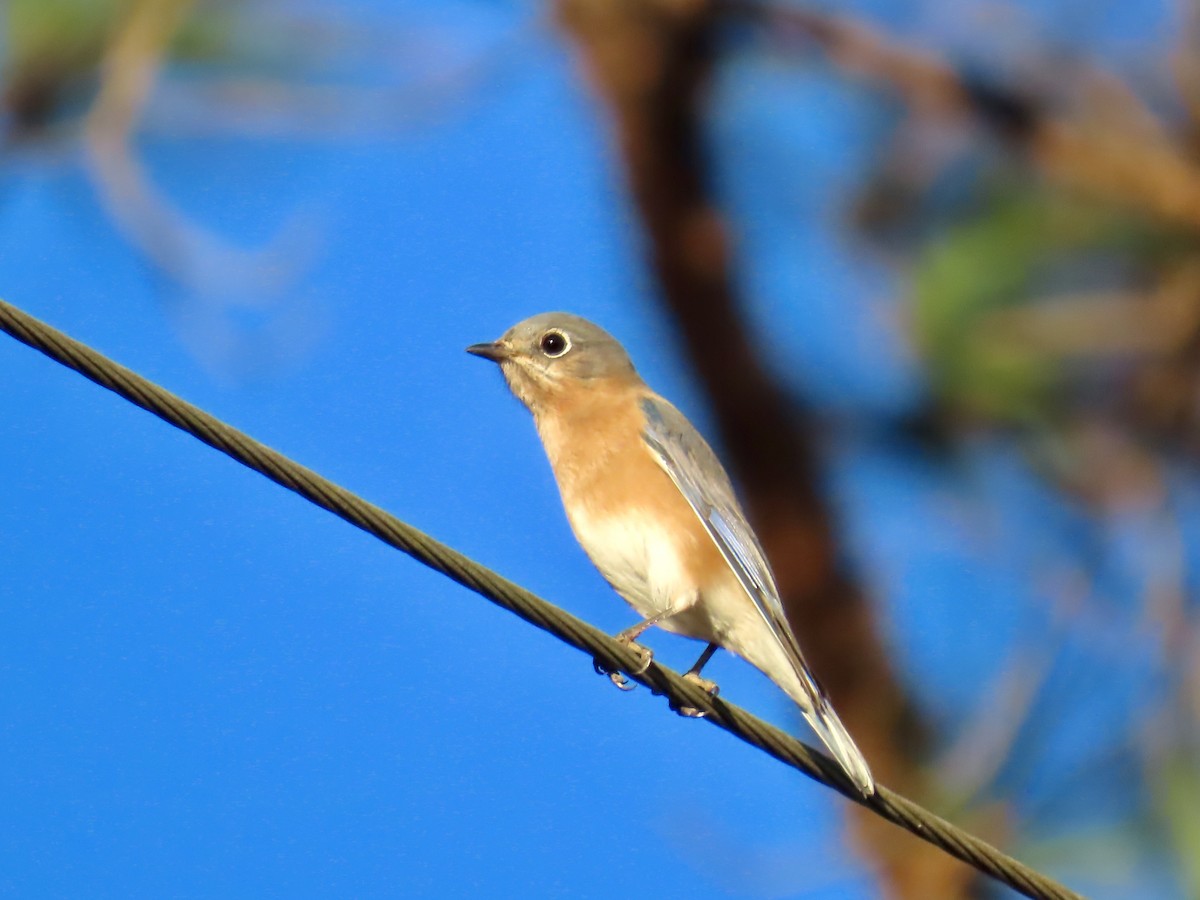 Eastern Bluebird - ML645690084