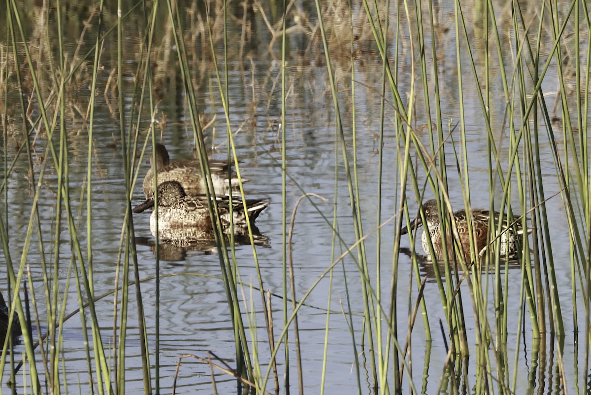 Northern Shoveler - ML645690114