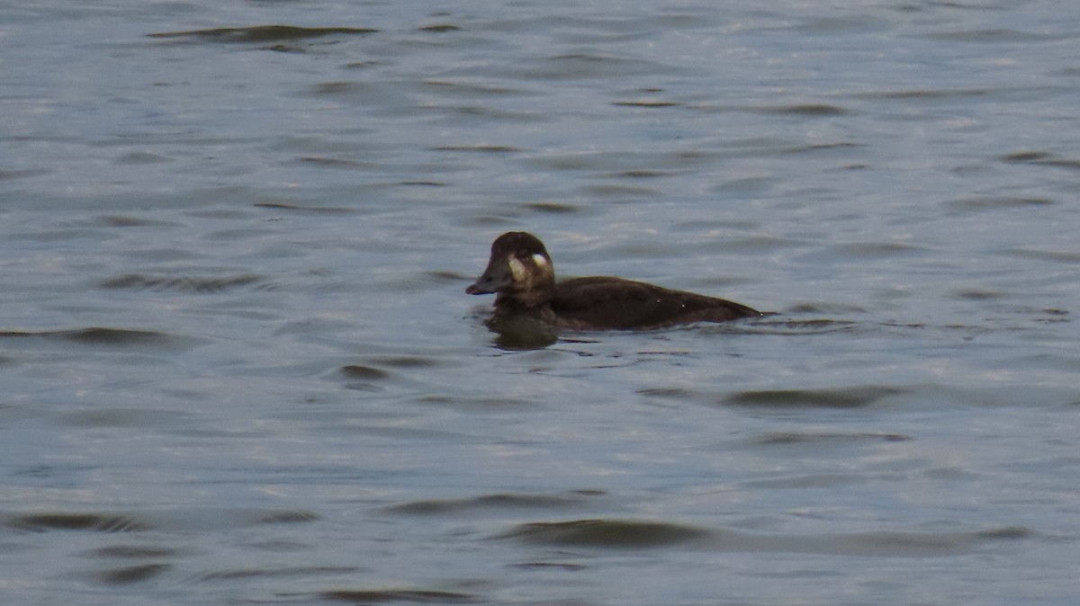 Surf Scoter - ML645690122