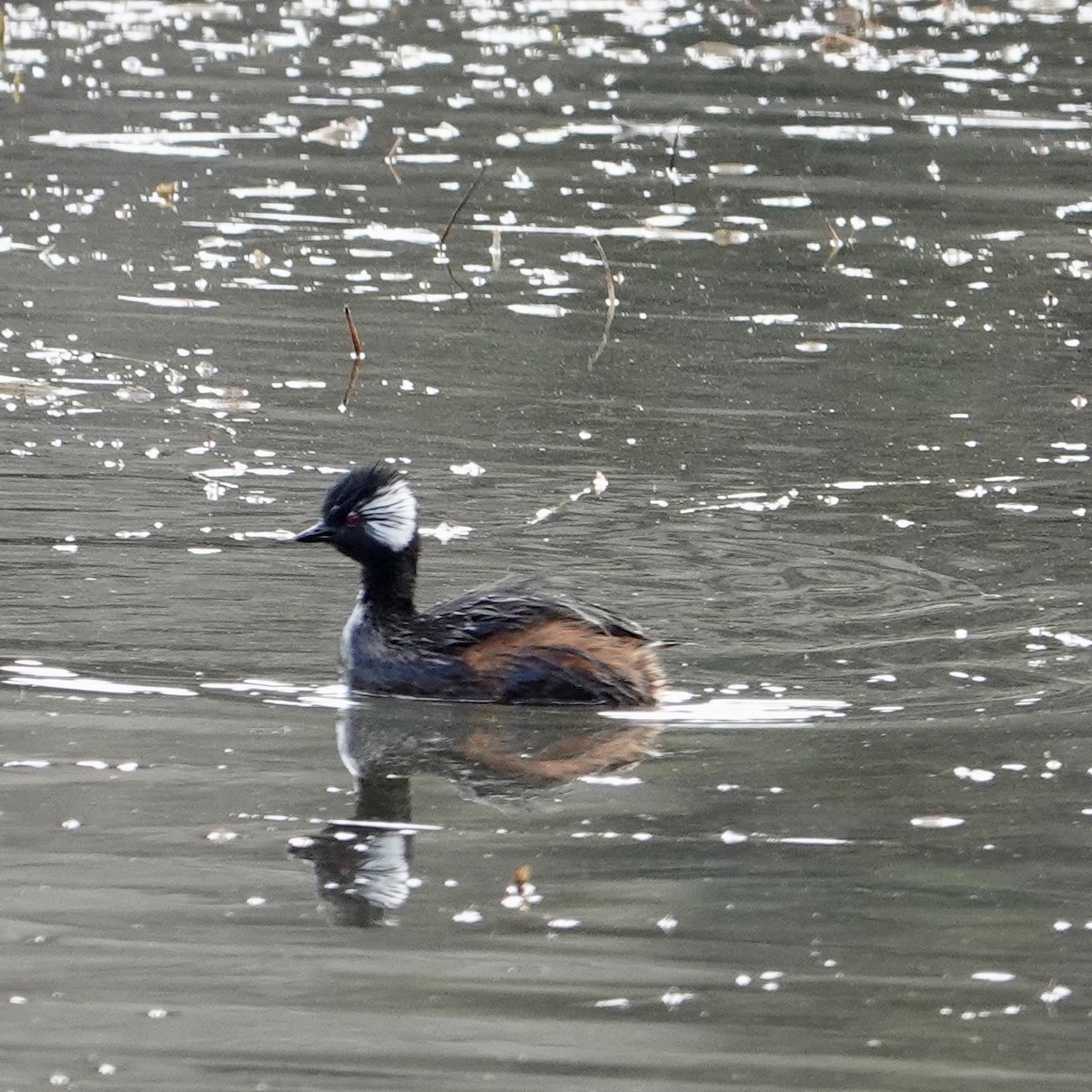 White-tufted Grebe - ML645690127