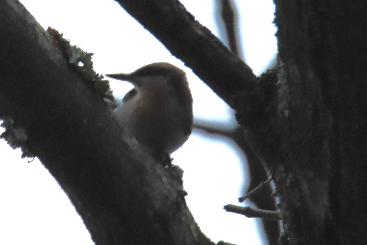 Sittelle à tête brune - ML645690132