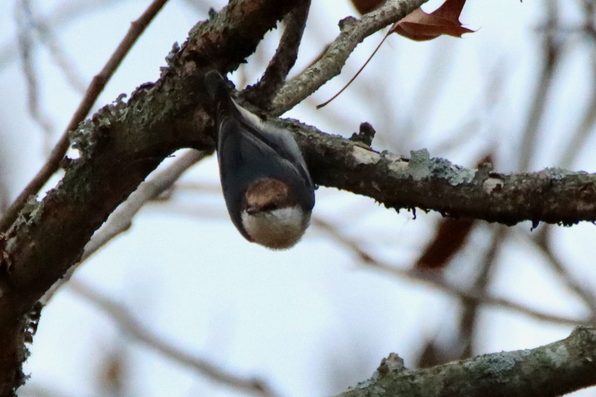 Sittelle à tête brune - ML645690133
