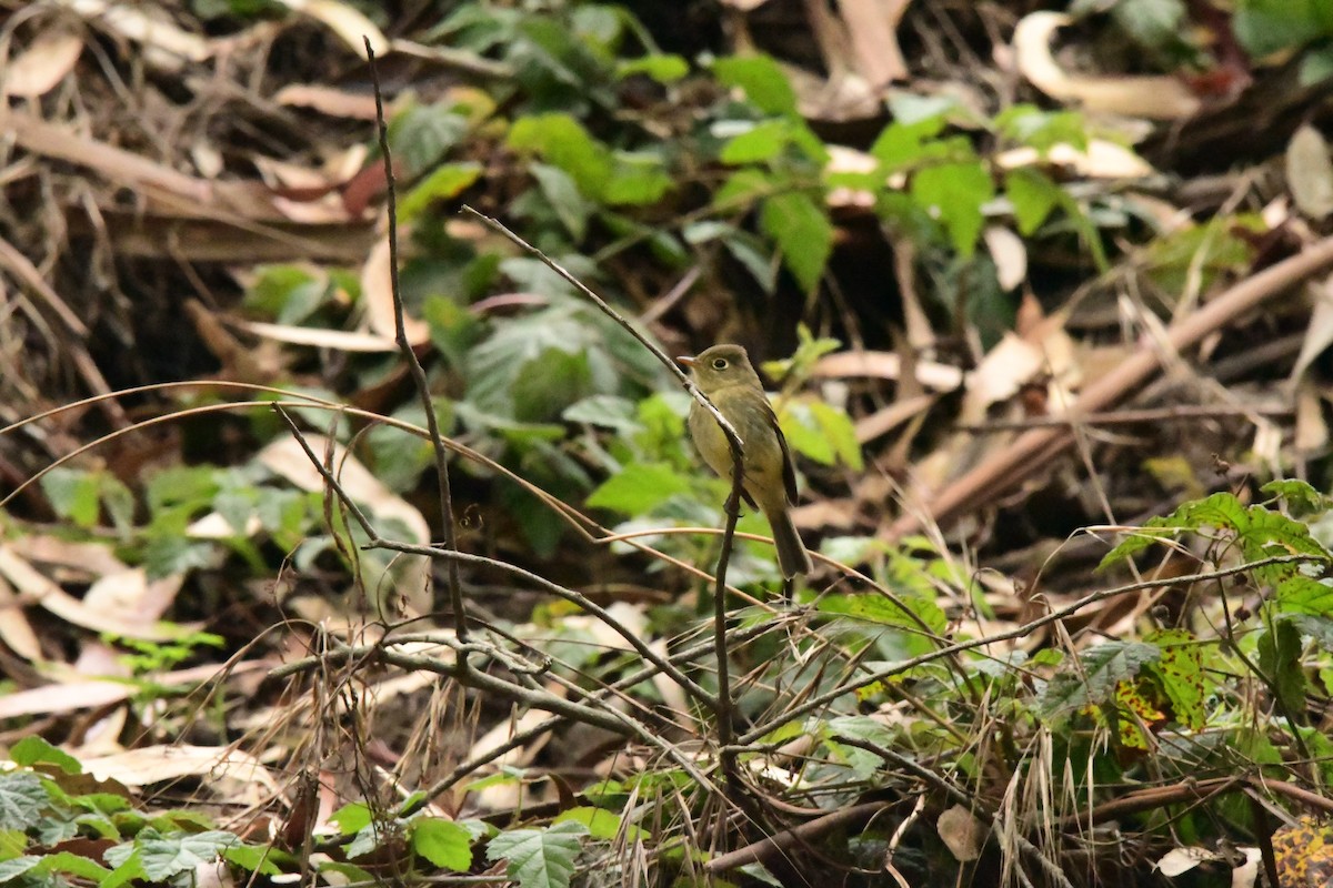 Western Flycatcher (Pacific-slope) - ML645690147