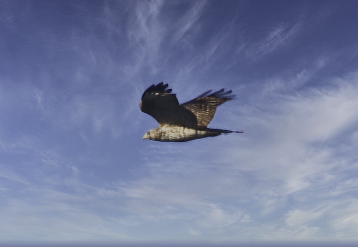 Red-shouldered Hawk (lineatus Group) - ML645690150