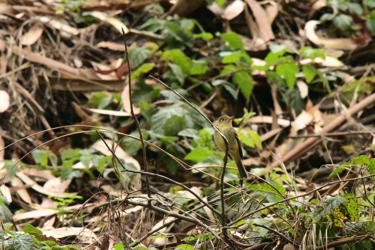 Western Flycatcher (Pacific-slope) - ML645690153