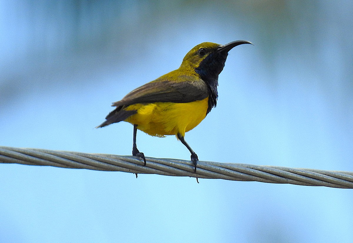 Sahul Sunbird - ML645690155