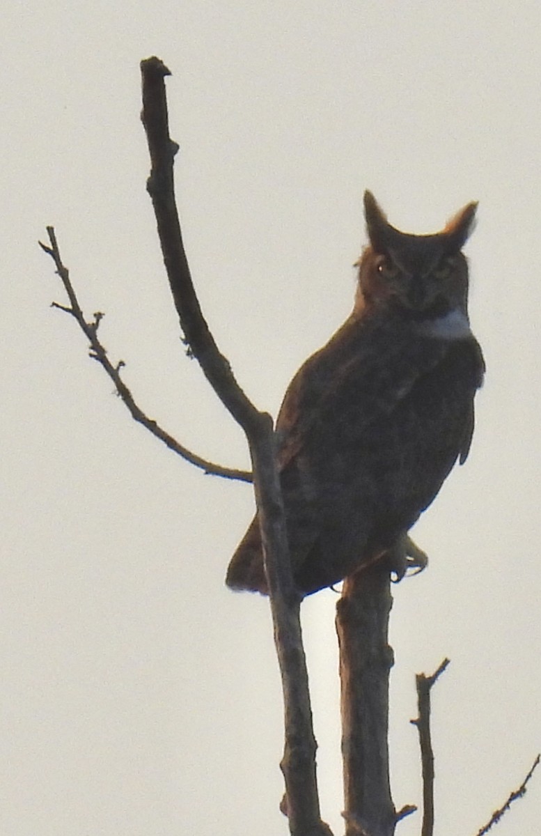 Great Horned Owl - ML645690174