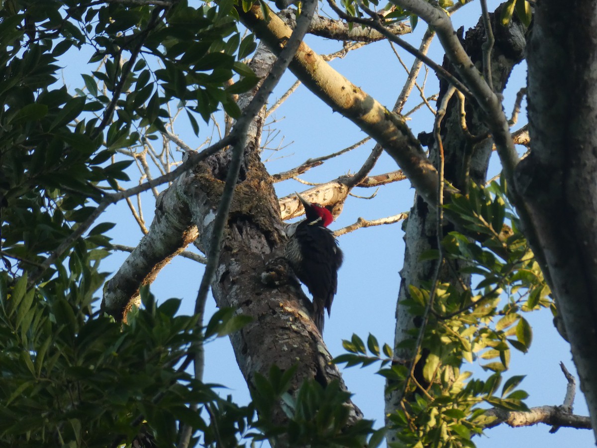 Pale-billed Woodpecker - ML645690179