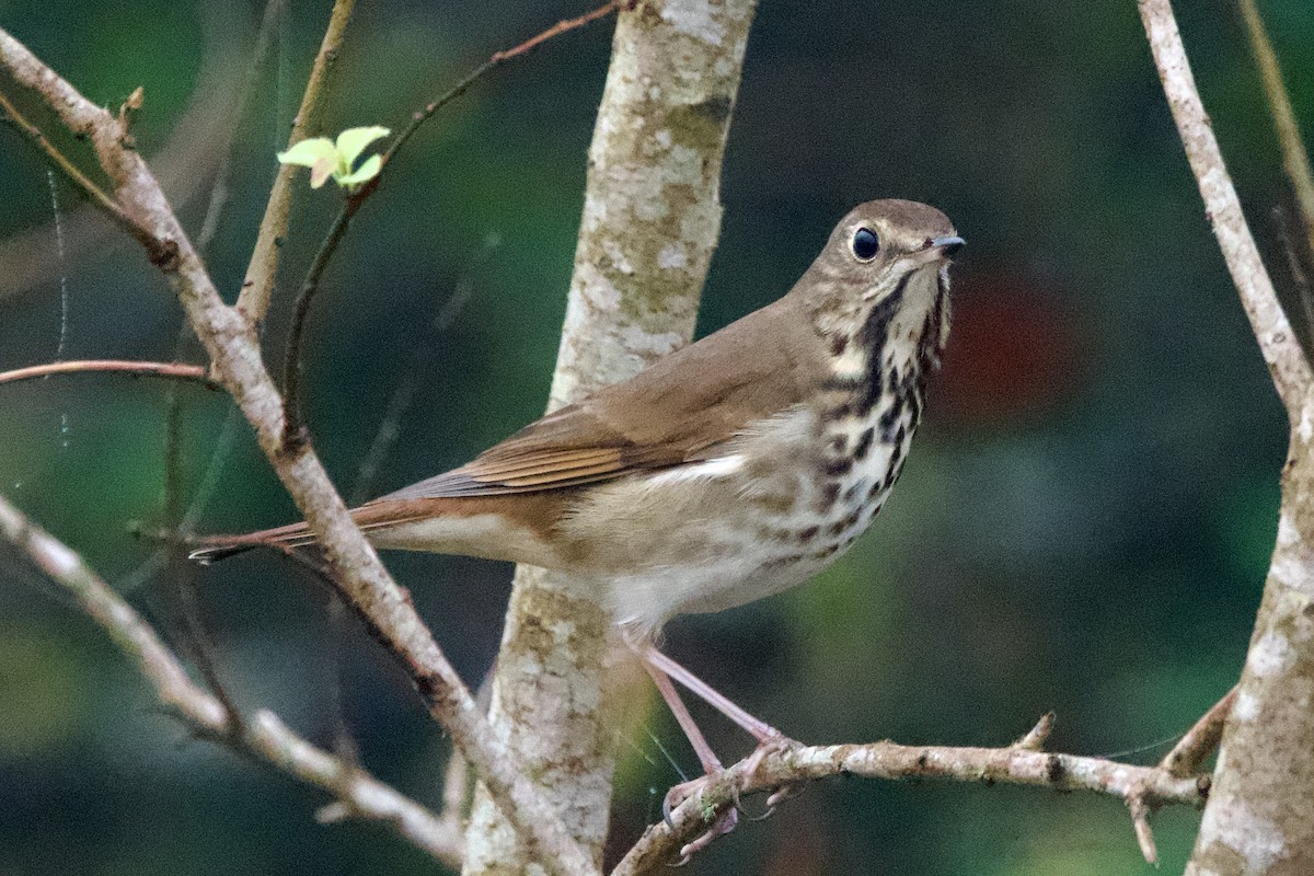 Grive solitaire - ML645690186