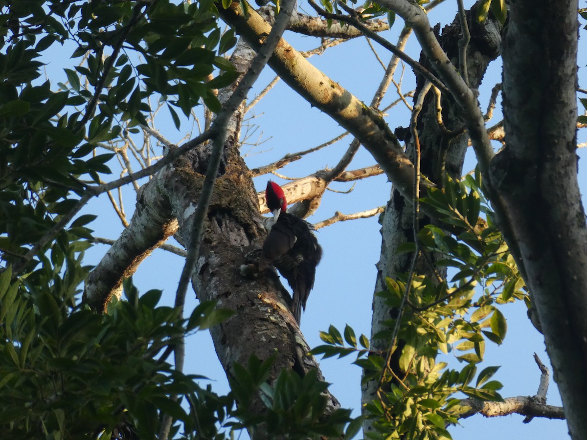Pale-billed Woodpecker - ML645690192