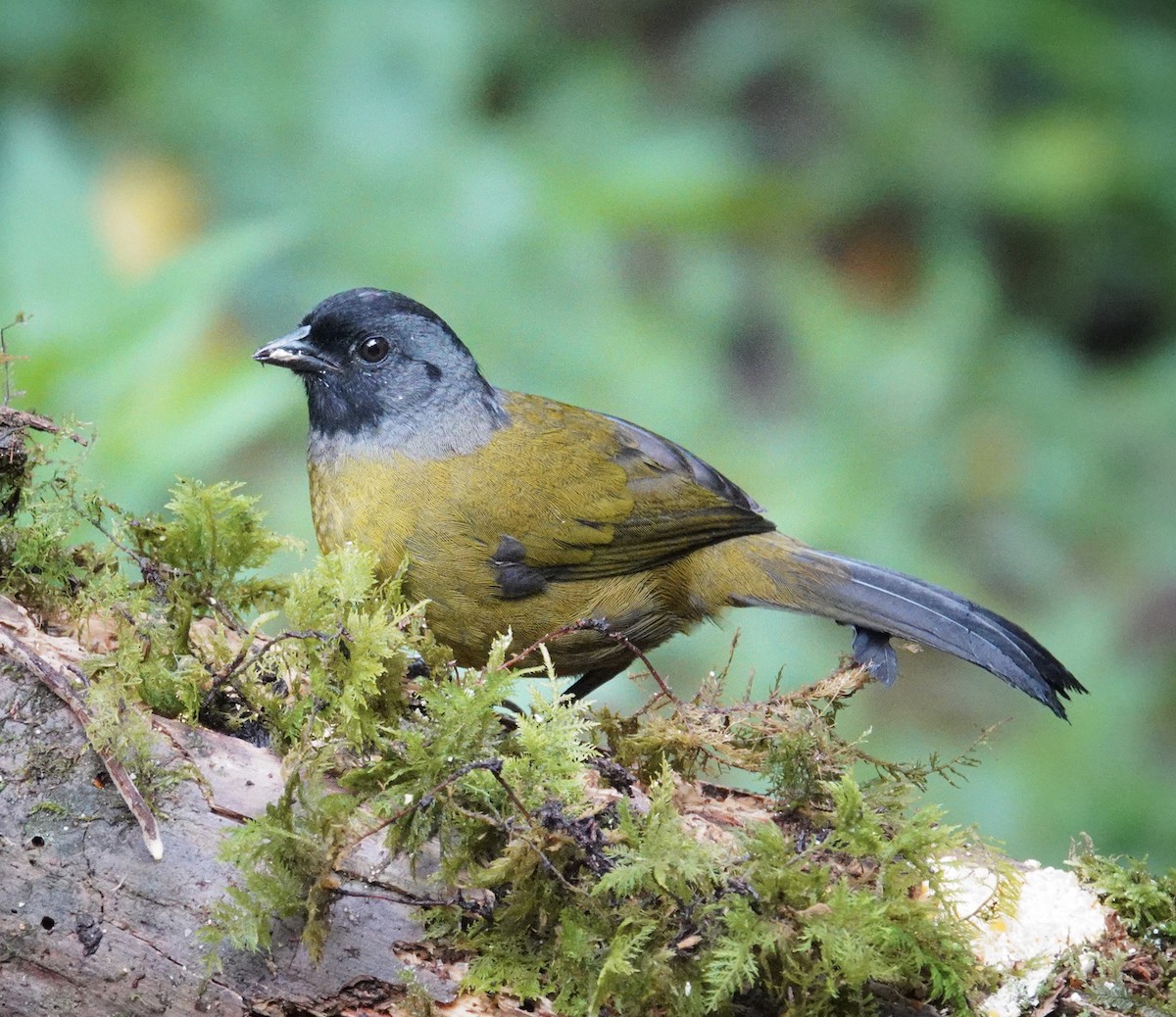 Пасовник великоногий - ML645690198