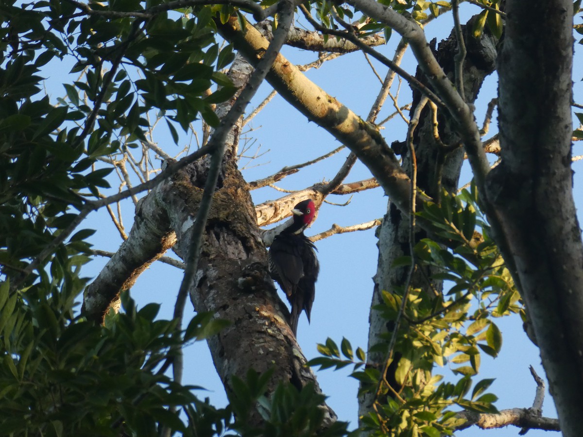 Pale-billed Woodpecker - ML645690206