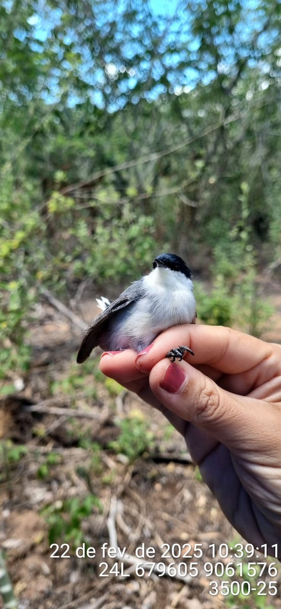 Tropical Gnatcatcher (atricapilla) - ML645690213