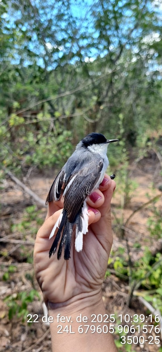 Tropical Gnatcatcher (atricapilla) - ML645690214