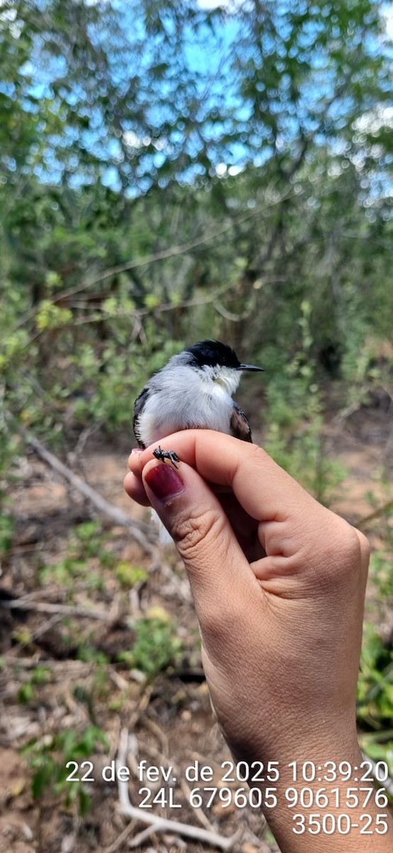 Tropical Gnatcatcher (atricapilla) - ML645690215