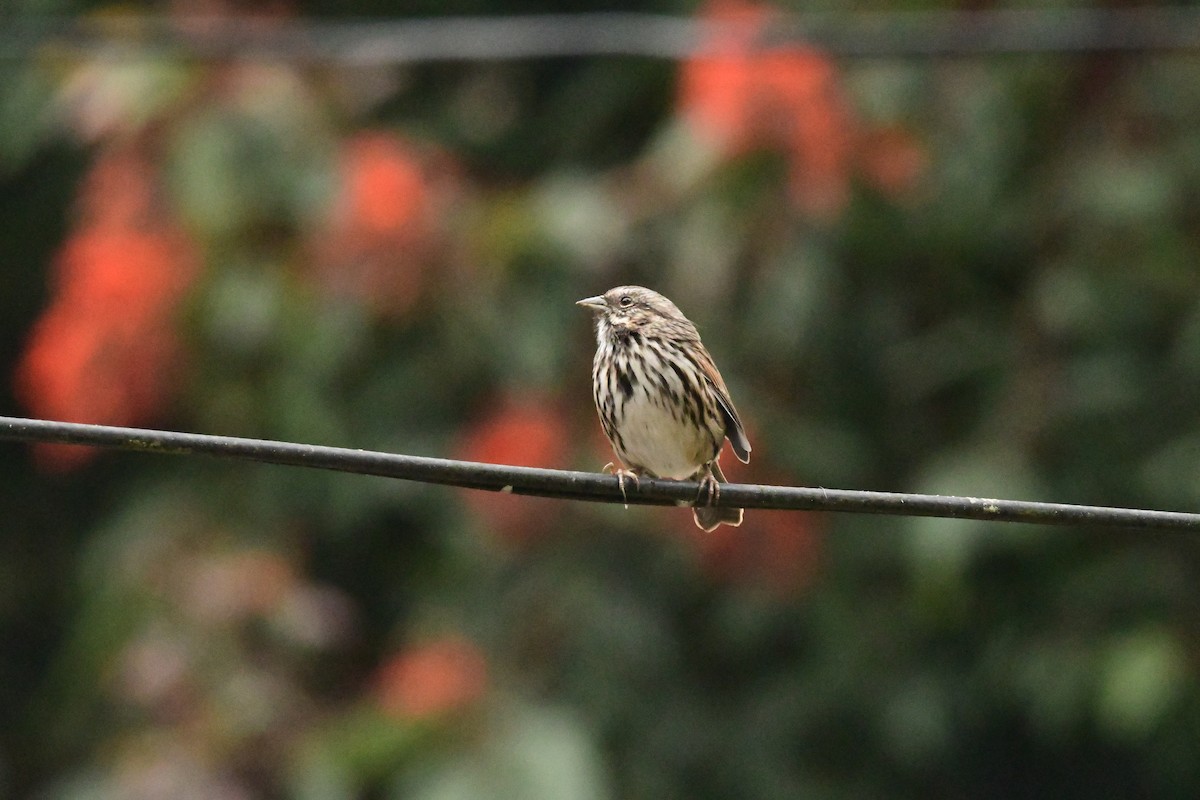 Song Sparrow - ML645690217