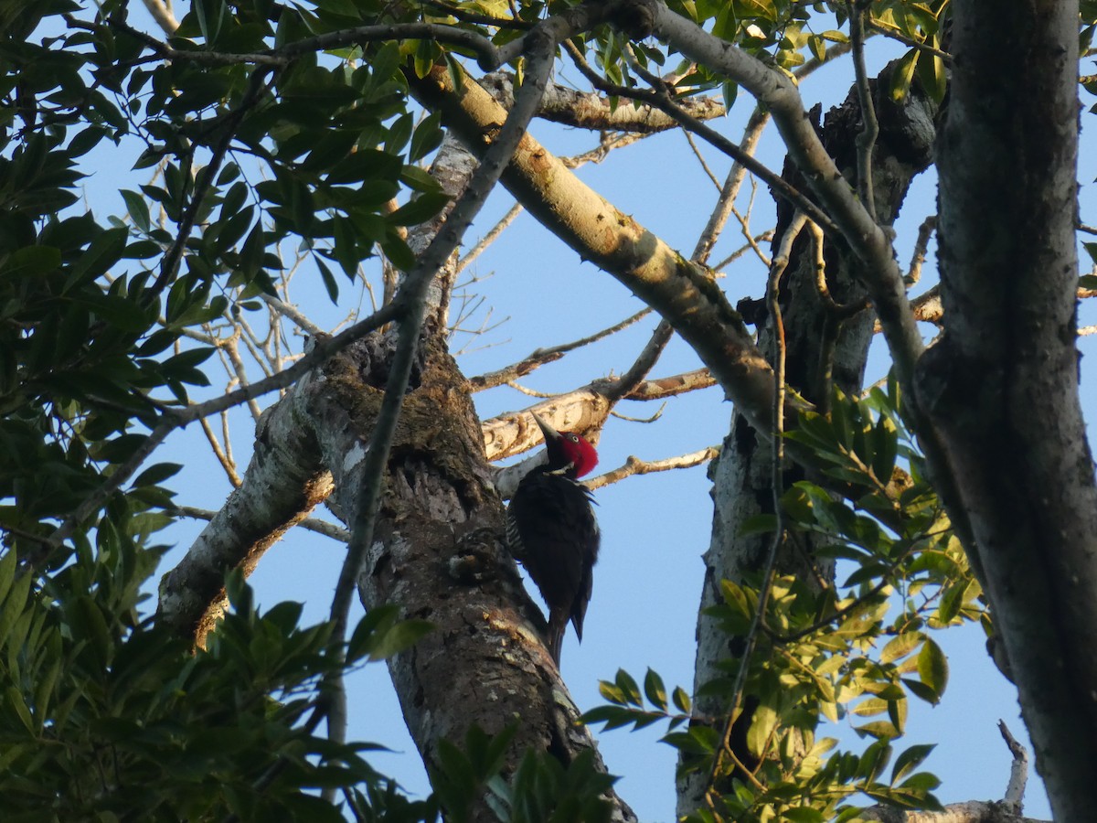 Pale-billed Woodpecker - ML645690220