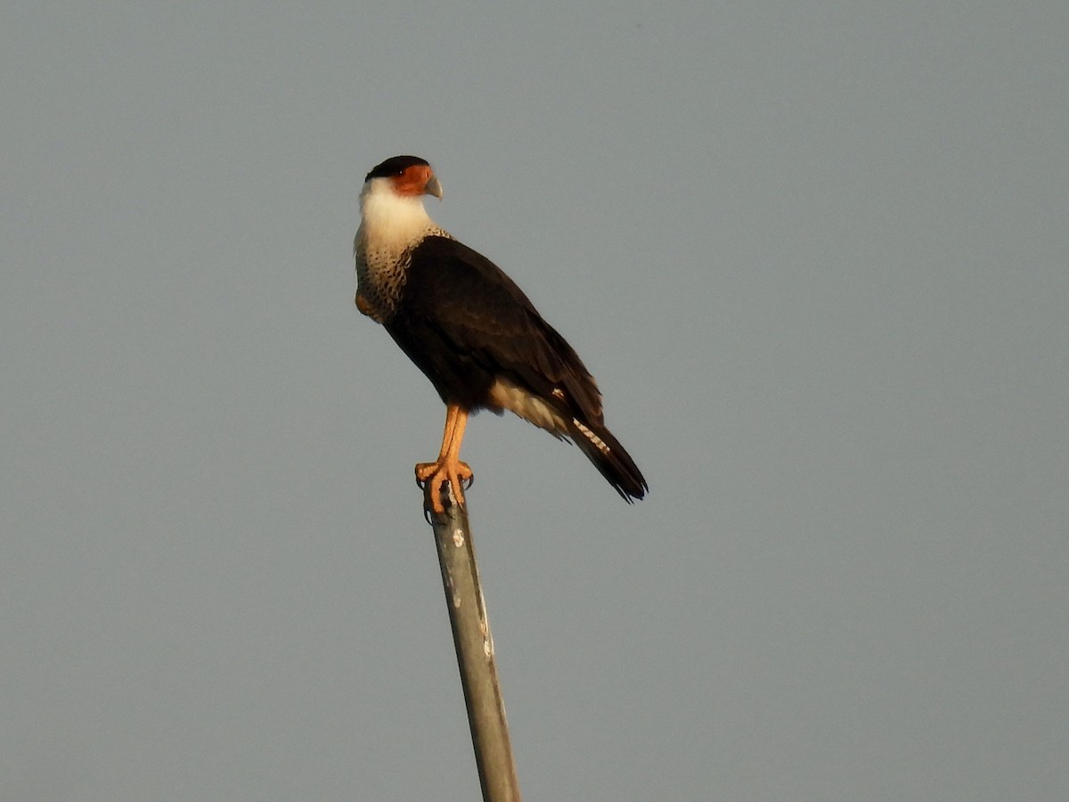 Crested Caracara - ML645690225