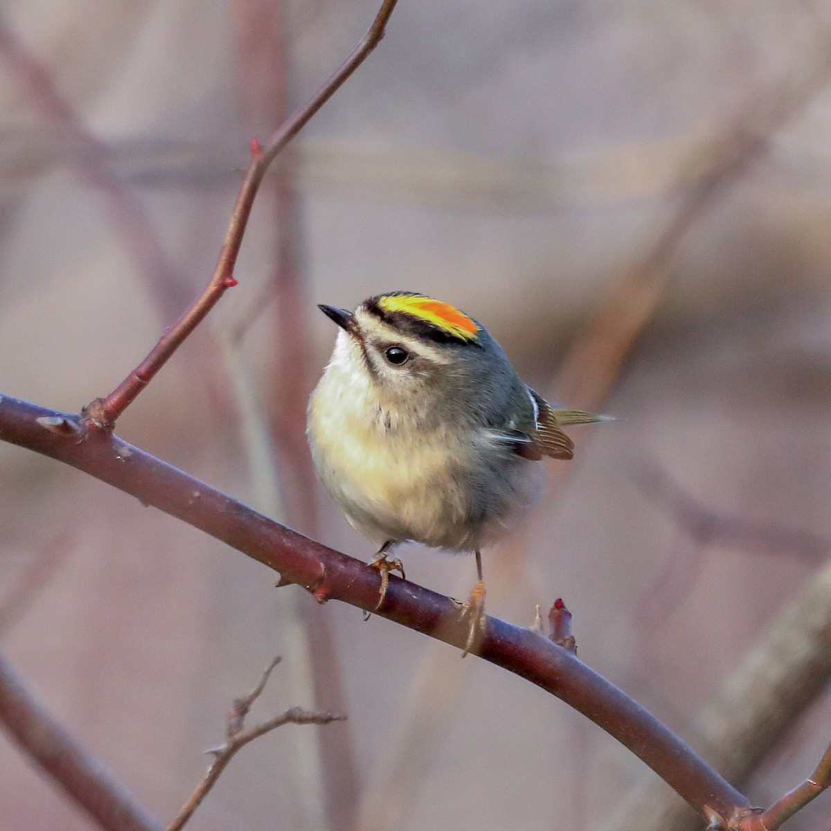 Golden-crowned Kinglet - ML645690226