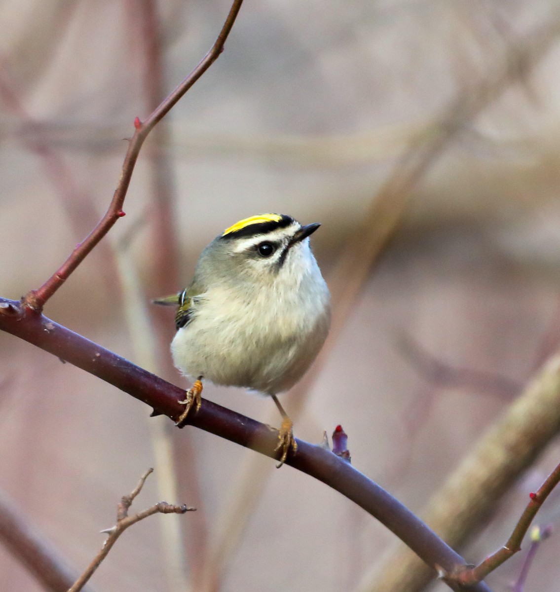 Golden-crowned Kinglet - ML645690233