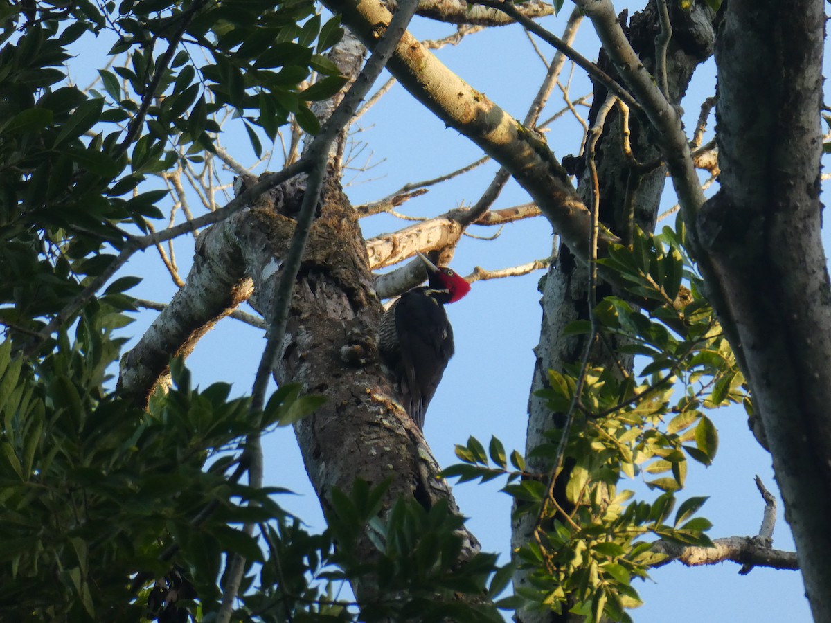 Pale-billed Woodpecker - ML645690235