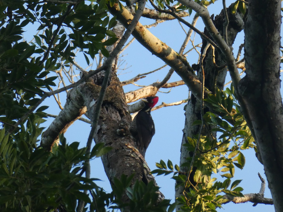Pale-billed Woodpecker - ML645690243