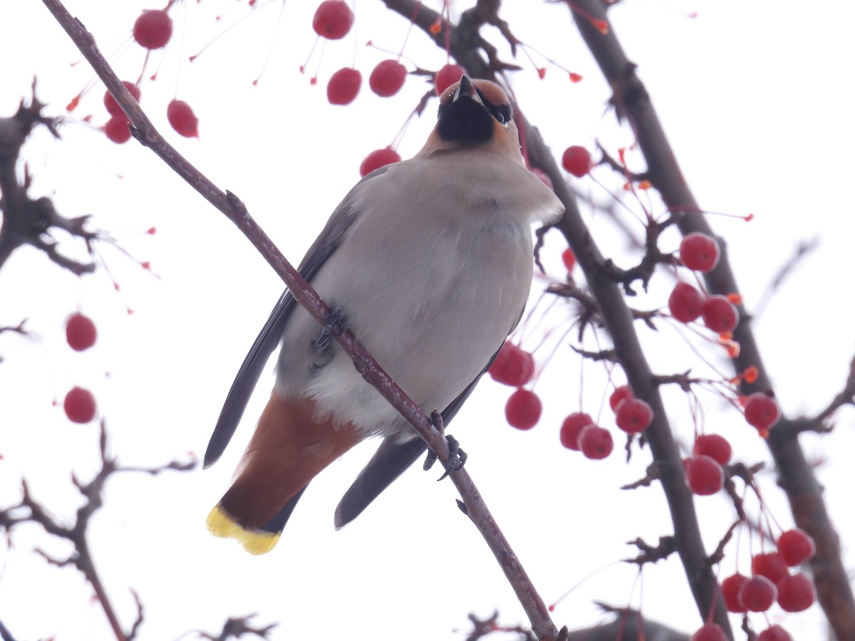 Buztanori boreala - ML645690244