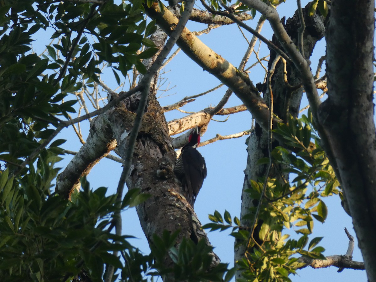 Pale-billed Woodpecker - ML645690245