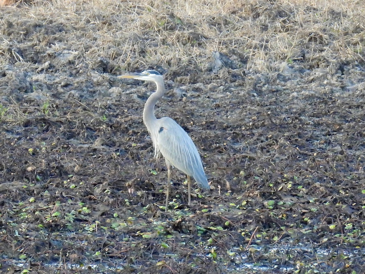 Great Blue Heron - ML645690269
