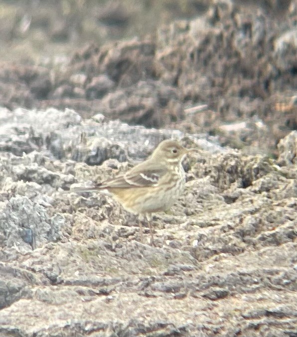 linduška tundrová - ML645690281