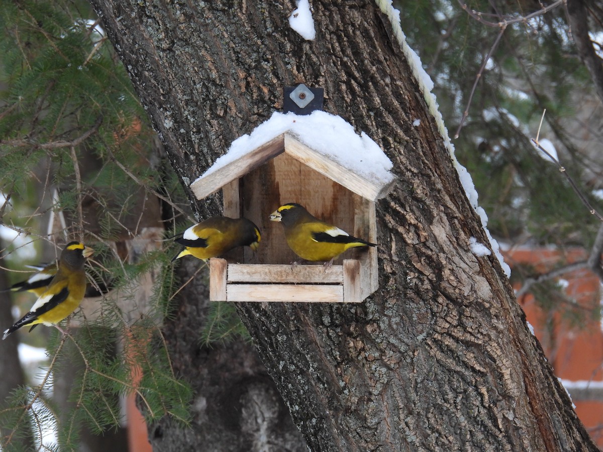 Evening Grosbeak - ML645690283
