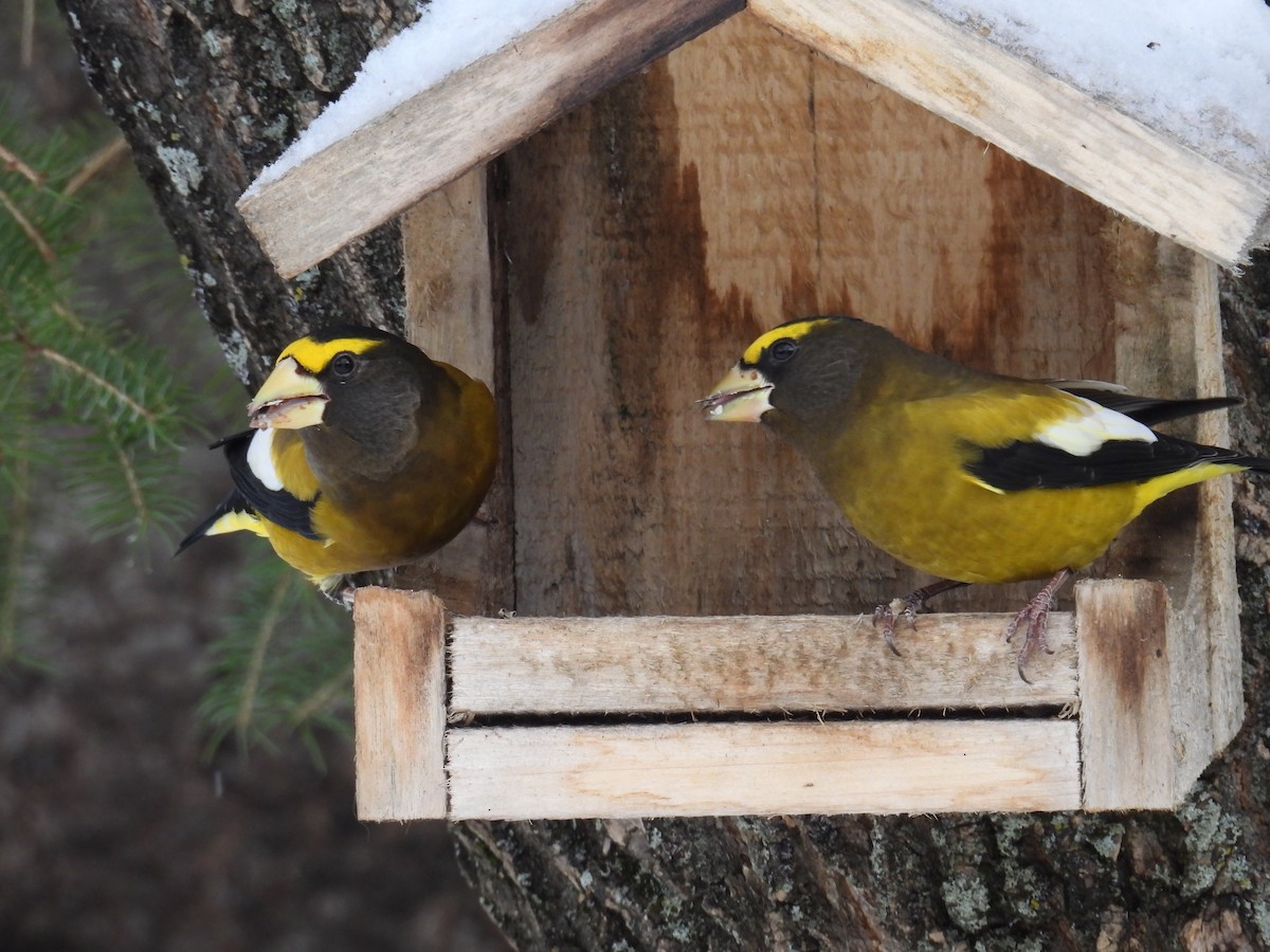 Evening Grosbeak - ML645690284